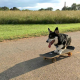 How to Skateboard with your Dog [Best Breeds]
